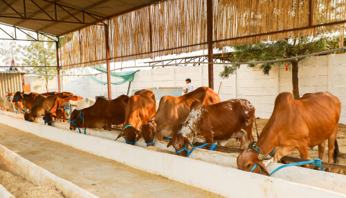 Cows Kept on Kucchha Ground